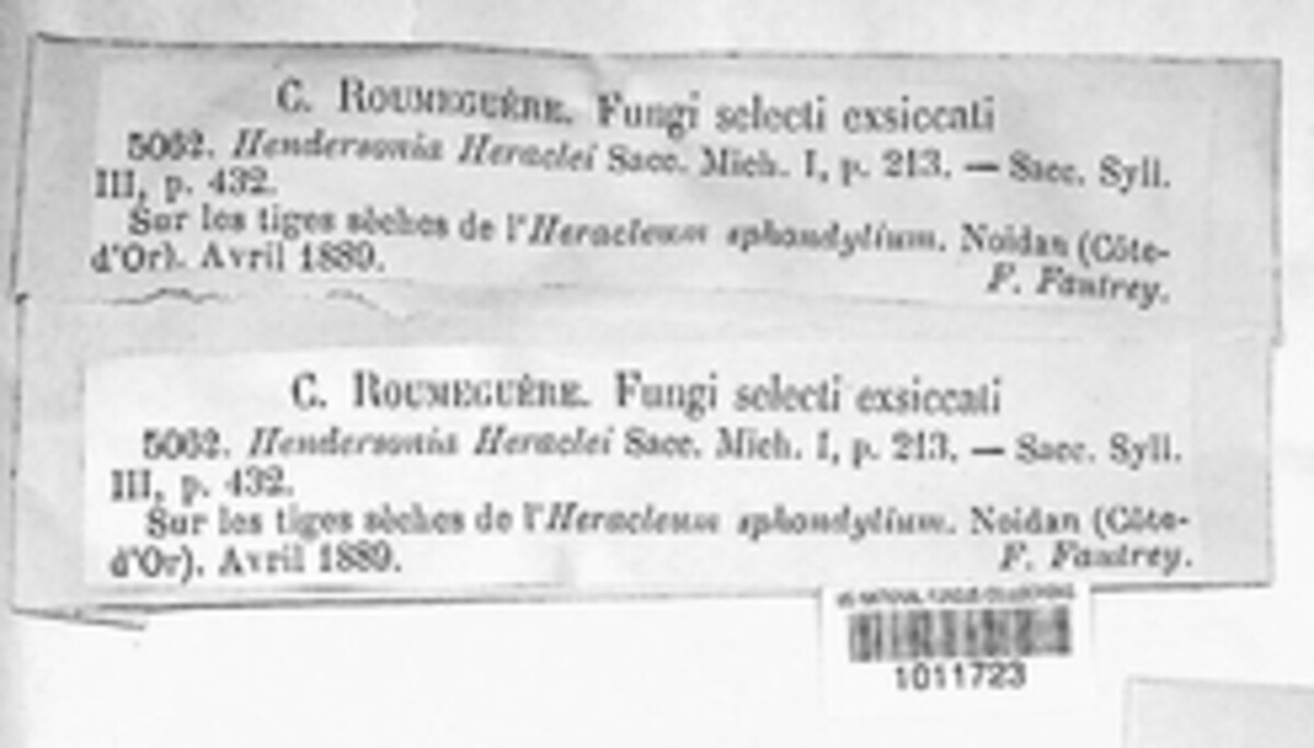 Sclerostagonospora heraclei image